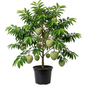 May include: A potted custard apple tree with green leaves and several green, textured fruits. The tree is in a black plastic pot, set against a white background. The tree is a small, decorative plant.