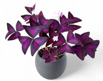 Purple Shamrock Plant Live for Planting, Oxalis Triangularis, Good Luck Plant, Deep Purple Leaves Plant, 4-6 Inch Tall, 3.5 Inch Pot