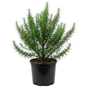 May include: A potted rosemary plant with vibrant green, needle-like leaves. The plant is bushy and full, set in a black plastic pot. The rosemary is a popular herb used in cooking and gardening.