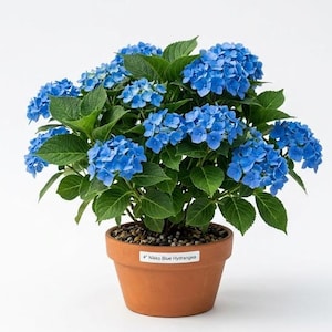 May include: A potted Nikko Blue Hydrangea plant with vibrant blue flower clusters and green leaves. The plant is in a terracotta pot, labeled "4" Nikko Blue Hydrangea".