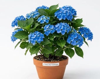 Nikko Blue Hydrangea Live Plant 6-12 Inch Tall, Easy Grow Flowering Shrub, Vibrant Blue Blooms Plant for Garden in 2,5 Inch Pot