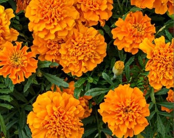 African Marigold Orange Plant Live for Planting, Marigold Orange Plant in Home Garden, 4-6 Inch Tall, 4 inch Pot