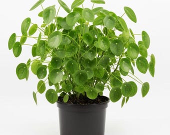 Money Plant Live for Planting, Chinese Money Plant, Pilea Peperomioides Tree, 2-4 Inch Tall, 3 Inch Pot