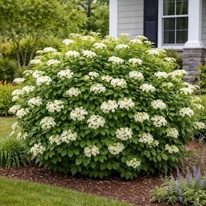May include: A lush, green shrub with clusters of small, white flowers. The plant is well-manicured and sits in a bed of brown mulch, with a grassy lawn in the foreground. The background includes a house with a window and a dark shutter.