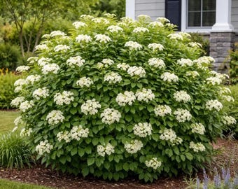 Arrowwood Viburnum Live Plant 6-12 Inch Tall in Quart Pot, Native Shrub, White Spring Blooms, Blue Berries Plant for Garden