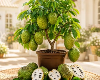 Annona Muricata Mountain Soursop Tree 4-8 Inc Tall Tropical Evergreen Perennial Fruit Tree for Planting Soursop Seedling, No Pot