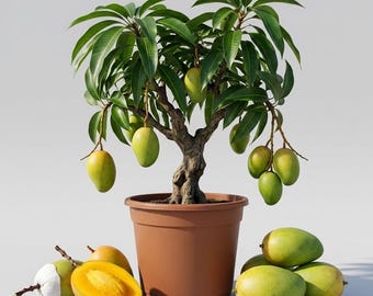Set 3 Carrie Mango Cuttings for Planting, Carie Mango Tree, Tropical Fruit Tree, 4-6 Inch Tall, No Pot