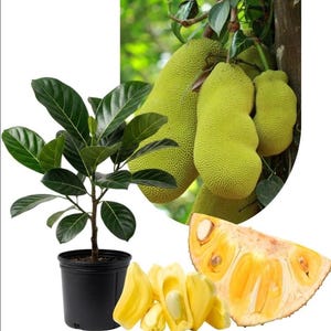 Jackfruit Plant Live - Etsy