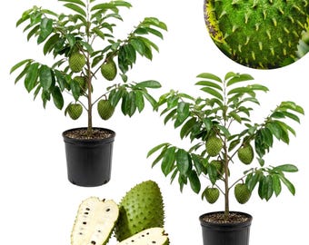 Set 2 Mountain Soursop Plants Live for Planting, Soursop Seedling, 4-8 Inch Tall, No Pot