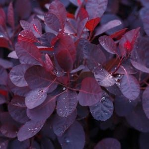 May include: Close-up of a plant with deep purple and burgundy leaves. The leaves are oval-shaped and have a smooth texture. Small water droplets are visible on the leaves, adding a touch of freshness. The plant's stems are a reddish-brown color, creating a striking contrast.