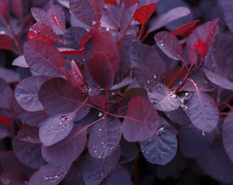 Purple Smoke Live Tree in 4in Pot, Deep Purple Leaves, Unique Smoky Blooms, Stunning Garden Accent, 6-12 Inch Tall