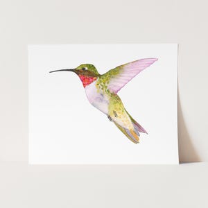 Ruby-Throated Hummingbird | Hummingbird Art Print. Hummingbirds of North America. Birds of New England. Hummingbird Painting Nature Wall Art