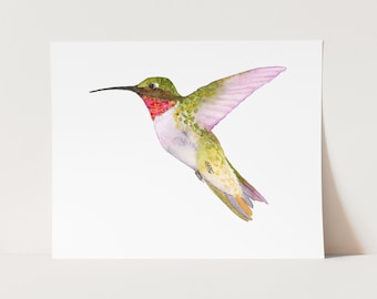 Ruby-Throated Hummingbird | Hummingbird Art Print. Hummingbirds of North America. Birds of New England. Hummingbird Painting Nature Wall Art