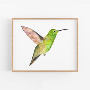 Berylline kolibrie | Kolibrie kunstprint. Kolibries van Noord-Amerika. Berylline kolibrie kunst. Vogels van het Westen muurdecoratie.