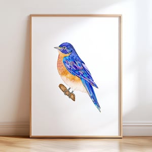 Bold & Bright Eastern Bluebird Watercolor Art Print. State Bird Wall Decor. Bird Lover Artwork. Beautiful Blue + Gold North American Thrush