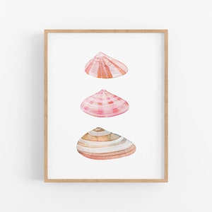 Pink Coquinas Sea Shells of the Gulf Coast of Florida. Watercolor Shell Art Print. Coquinas. Coastal Decor. Shells of Sanibel Island. Shells