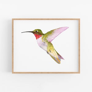 Ruby-Throated Hummingbird | Hummingbird Art Print. Hummingbirds of North America. Birds of New England. Hummingbird Painting Nature Wall Art