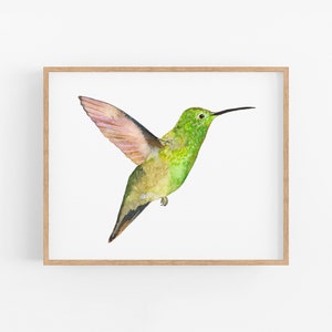Berylline Hummingbird | Hummingbird Art Print. Hummingbirds of North America. Berylline Hummingbird Art. Birds of the West Wall Art.