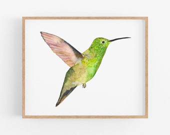 Berylline Hummingbird | Hummingbird Art Print. Hummingbirds of North America. Berylline Hummingbird Art. Birds of the West Wall Art.