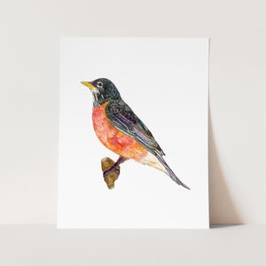 Watercolor Robin Art Print. Bird Lover Gift. Connecticut, Michigan, Wisconsin State Bird. American Robin Painting. Bird Lover Art Print.