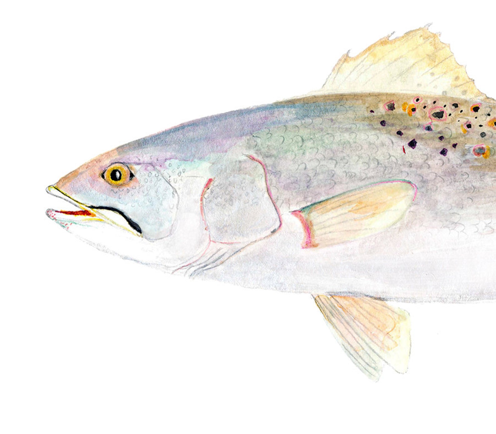 Speckled Trout Watercolor Art Print. Realistic Speckled Trout Etsy