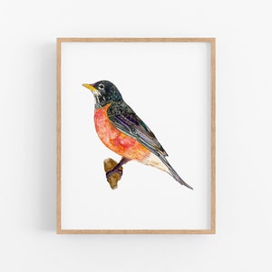 Watercolor Robin Art Print. Bird Lover Gift. Connecticut, Michigan, Wisconsin State Bird. American Robin Painting. Bird Lover Art Print.