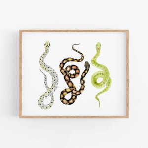 Peut inclure: Une illustration aquarelle de trois serpents de couleurs et de motifs différents. Les serpents sont enroulés de manière décorative. Le fond est blanc.