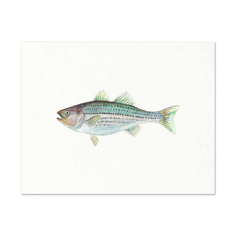 Watercolor Striped Bass Wall Art. Realistic Striped Bass Etsy