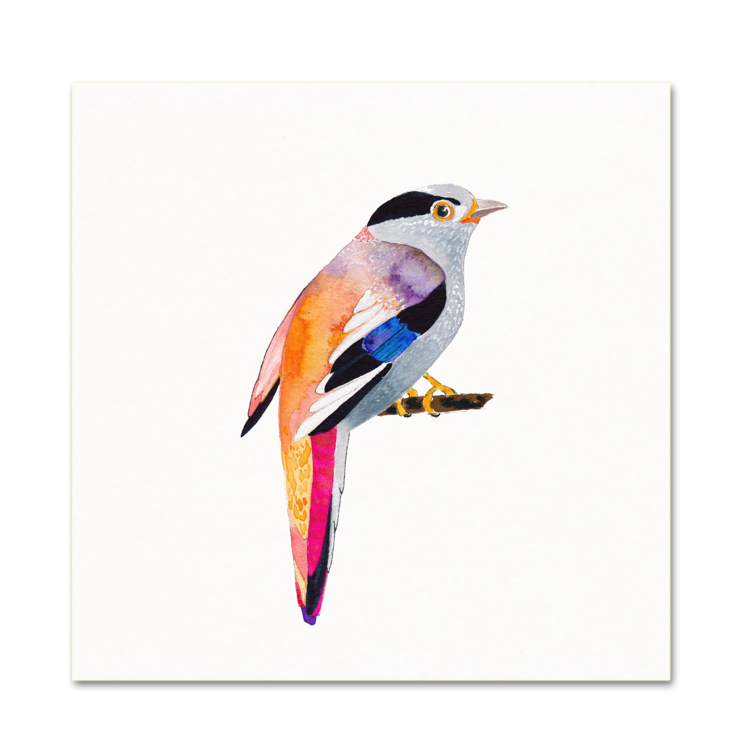 Broadbill Bird Art Print. Watercolor Bird Painting. Colorful - Etsy