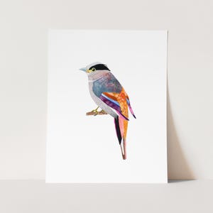 Silver Breasted Broadbill Watercolor Art Print. Forest Cottage Decor. Birdwatcher Gift. Nature-Lover Gift. Bird Painting.  Watercolor Bird.