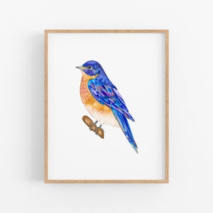 Watercolor Bluebird Art Print. Eastern Bluebird Art. Missouri, New York State Bird. Bluebird Wall Art. NY State Bird. MO State Bird Art.