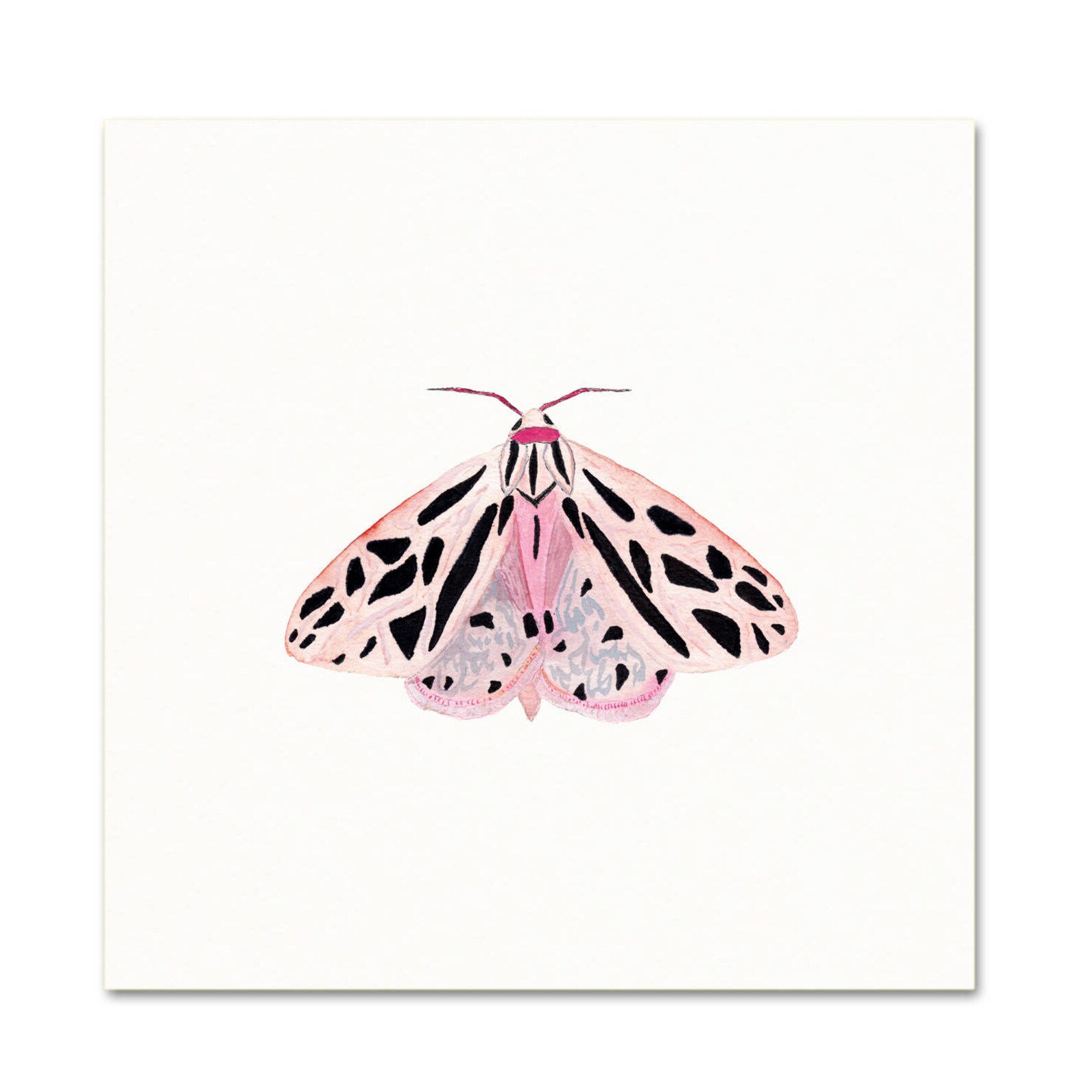 Pastel Watercolor Moth. Pink Winged Moth Art. Unique Nursery Etsy