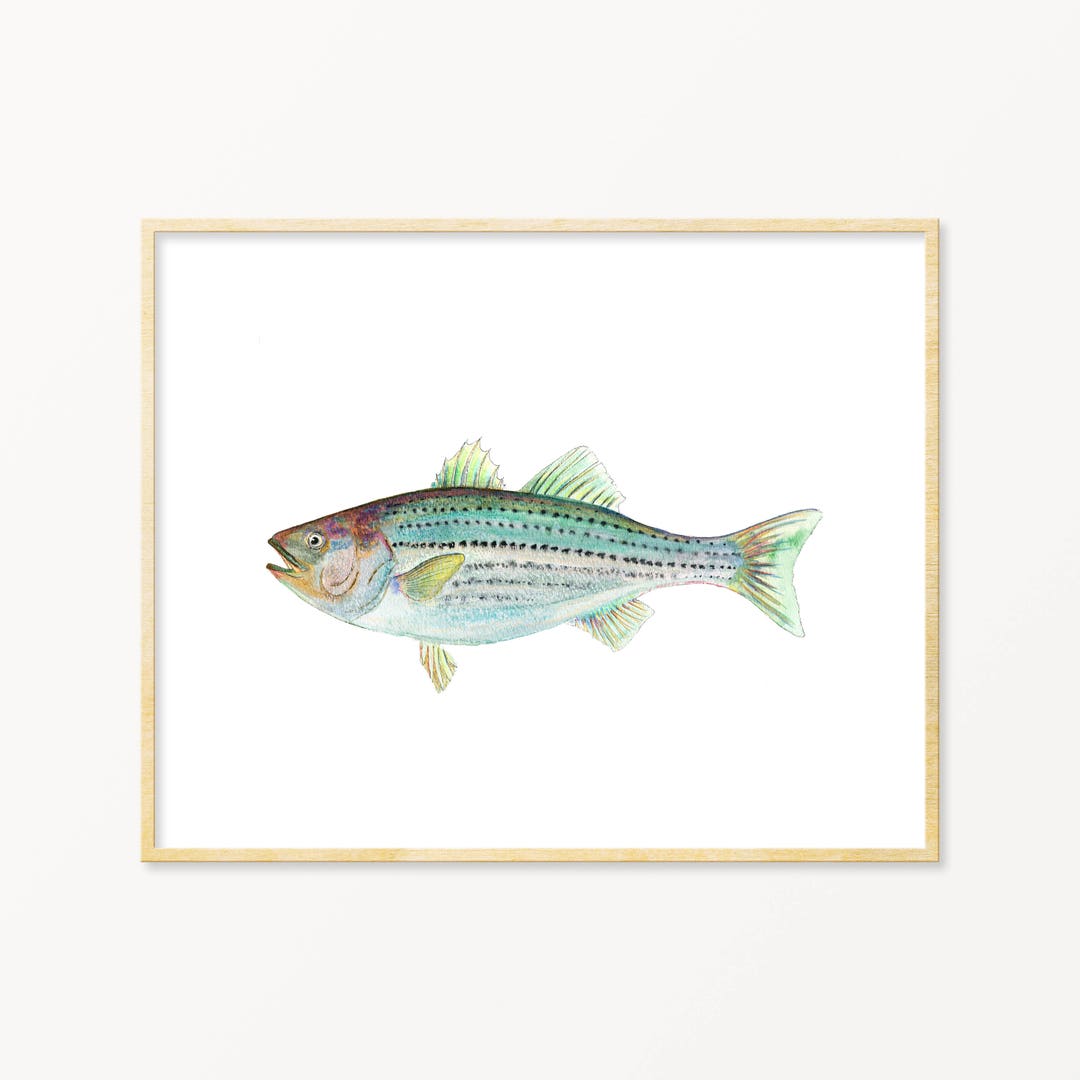 Watercolor Striped Bass Wall Art. Realistic Striped Bass Painting. Lake