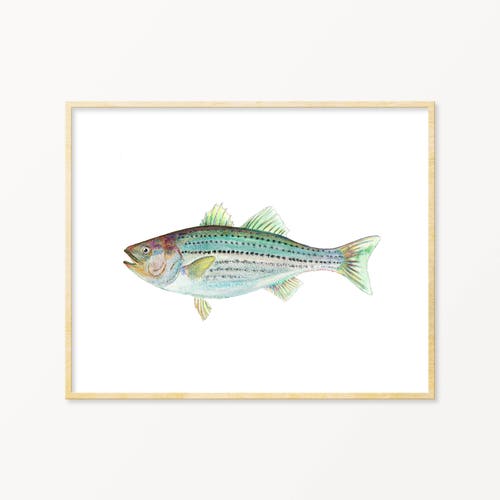 Watercolor Striped Bass Wall Art. Realistic Striped Bass Etsy