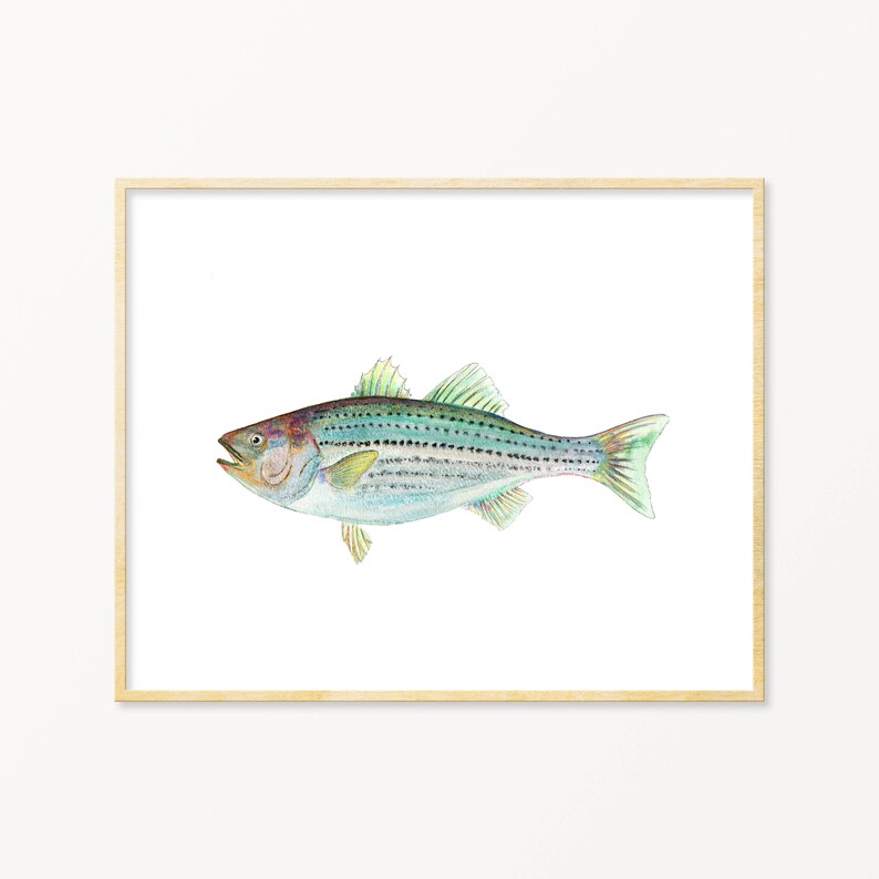 Watercolor Striped Bass Wall Art. Realistic Striped Bass image 1