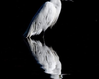 White Egret Reflection Minimalist Bird Art Black Background Nature Wall Decor