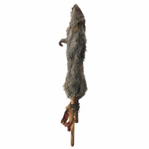 May include: A taxidermy rodent specimen with greyish-brown fur, positioned vertically on a wooden stick. The creature has a pointed snout, small ears, and a visible front limb, with remnants of organic material attached to the base of the stick.