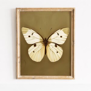 May include: A framed print featuring a detailed illustration of a butterfly. The butterfly has cream-colored wings with dark spots and a brown body. The artwork is set against a muted olive-green background and framed in a light-colored wooden frame.