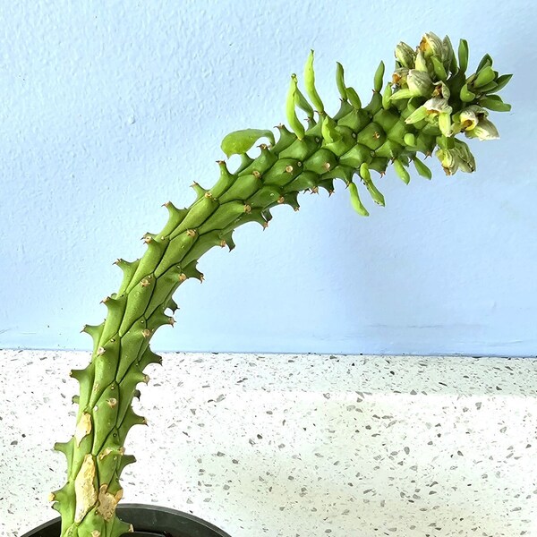 Euphorbia monadenium guentheri - Succulent Plant Newly rooted