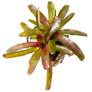 May include: Overhead view of a bromeliad plant with long, pointed leaves. The leaves transition from green to reddish-pink at the tips. The plant is potted in a woven container, set against a white background. A vibrant houseplant.