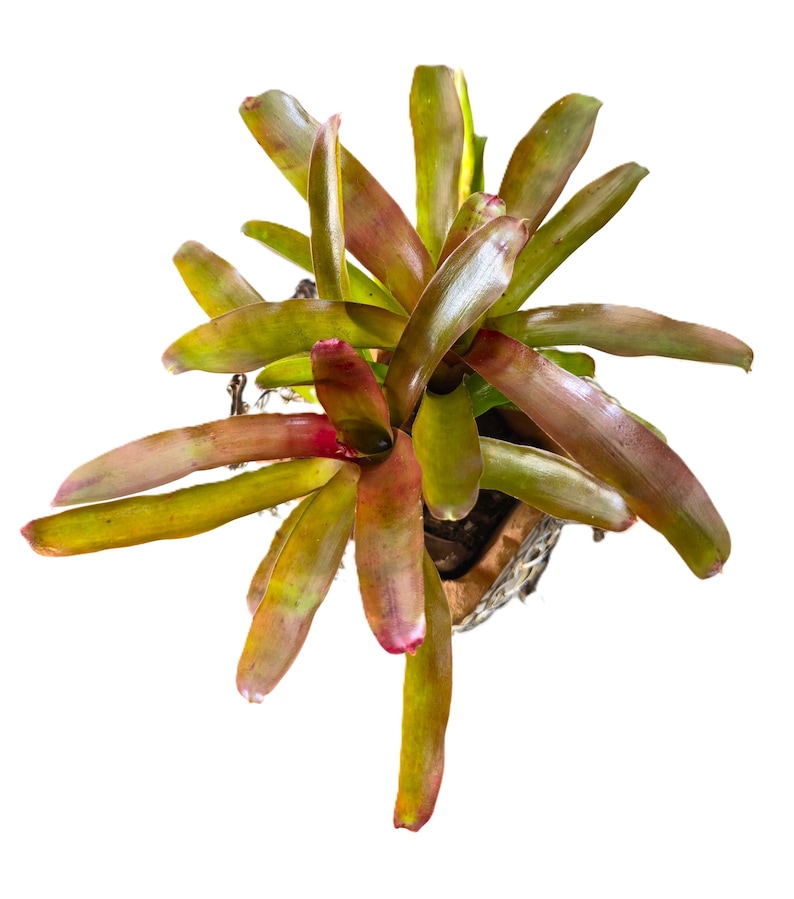 May include: Overhead view of a bromeliad plant with long, pointed leaves. The leaves transition from green to reddish-pink at the tips. The plant is potted in a woven container, set against a white background. A vibrant houseplant.