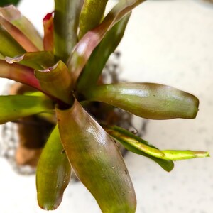 May include: Overhead view of a bromeliad plant with long, green leaves tinged with red and brown. The leaves have a glossy texture and radiate from a central point. The plant is in a decorative pot.