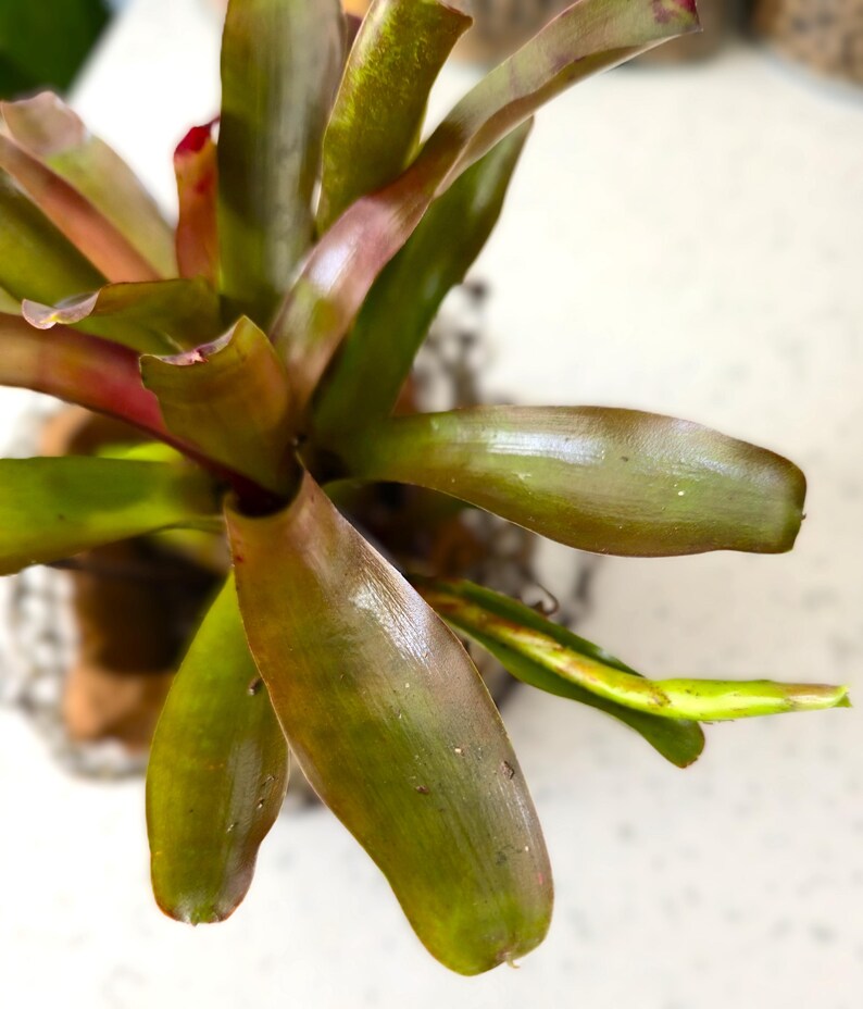 May include: Overhead view of a bromeliad plant with long, green leaves tinged with red and brown. The leaves have a glossy texture and radiate from a central point. The plant is in a decorative pot.