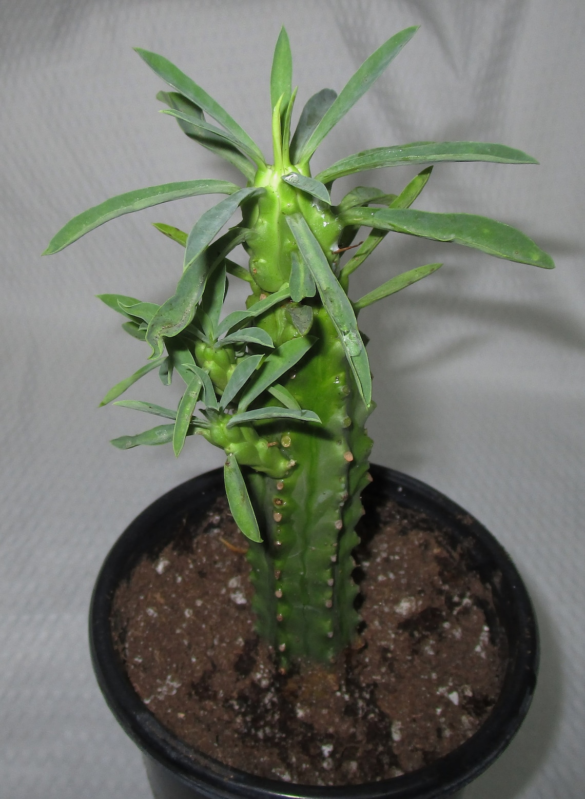 Euphorbia loricata African Palm Tree Etsy