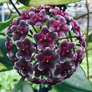 May include: A rustic wooden sign with the text "Welcome" in white lettering. The sign features a distressed finish and a simple, inviting design, perfect for a front porch or entryway. The sign measures approximately 12 inches in length.