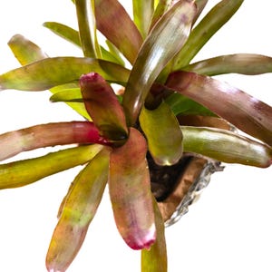 May include: A close-up of a bromeliad plant with long, pointed leaves. The leaves transition from green to reddish-purple, with hints of yellow. The plant is in a silver-colored pot, set against a white background.