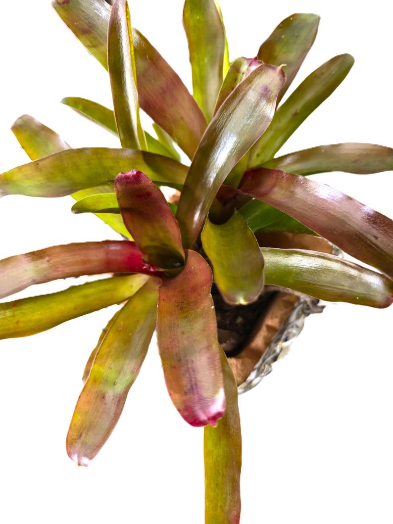 May include: A close-up of a bromeliad plant with long, pointed leaves. The leaves transition from green to reddish-purple, with hints of yellow. The plant is in a silver-colored pot, set against a white background.
