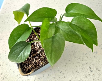 POTHOS - Jade Green - 4" pot size - Rooted Plant