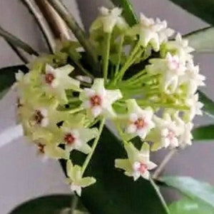 May include: Close-up of a cluster of star-shaped, white flowers with red centers. The flowers are in full bloom, surrounded by green stems and leaves. The image showcases the delicate details of the plant's blossoms.