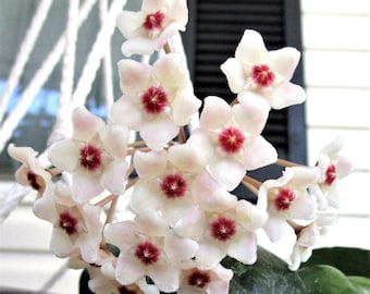 Hoya Motoskei - Splashy  - 4" pot size